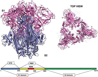 Frontiers Investigation Of The Effect Of Temperature On The Structure Of Sars Cov Spike